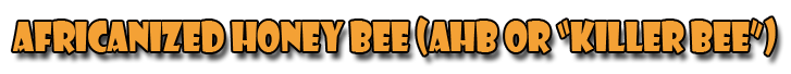 Africanized Honey Bee (AHB or "Killer Bee")