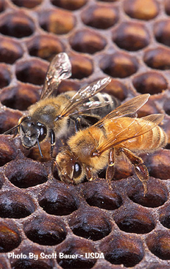 Africanized Honey Bee and a European Honey Bee cannot be identified by sight